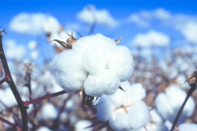 Cotton boll in field, Narrabri, NSW.