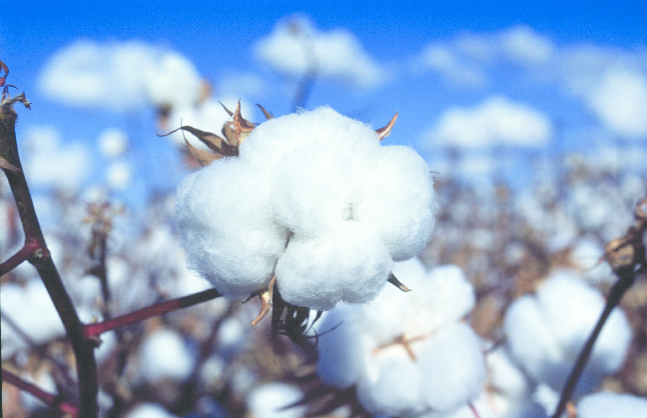 Clemson and Australia join to combat Fusarium wilt in cotton